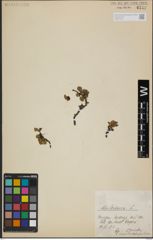 Foto von Salix herbacea L.